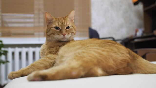 Displeased ginger cat lies on bed. Tranquil evening at home. Fluffy pet has comfort nap.