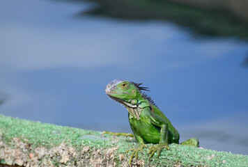 Green iguana on a log with blue background