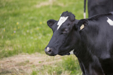 Holstein cow in the pasture on a dairy farm. 