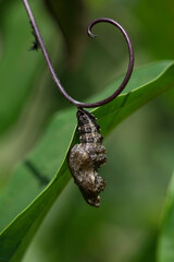 Pupa brown Chrysalis Orange butterfly passion fruit pest caterpillar metamorphosis