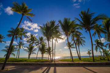 Coqueiros na praia de boa viagem Recife Pernambuco turismo calçadão na beira do mar