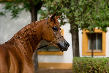 Face portrait of a chestnut Arabian mare with a gorgeous wavy mane