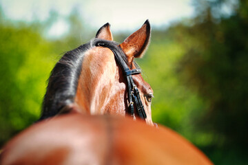 Horse from behind, close-up of the head in section Ears and eye, sharpening towards the head..