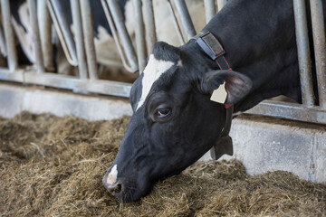 Holstein cow eating hay on a dairy farm. 