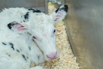 Holstein calf on dairy farm resting. Newborn. Calf. 