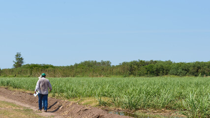 Naklejka na ściany i meble Farmers whit hats working in a sugar cane field