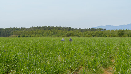 Farmers whit hats working in a sugar cane field