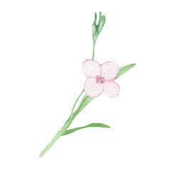 Watercolour floral illustration. DIY blush pink flower element - for bouquets, wreaths, wedding invitations, anniversary, birthday, postcards, greetings