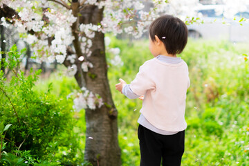 桜の花びらを掴もうとする二歳児