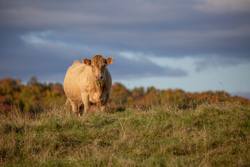 Beef cow in grazing in the pasture of a farm on a beautiful autumn day.  