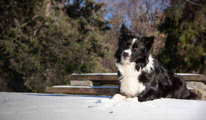 A beautiful border collie puppy lying in the snow looks curiously into the lens