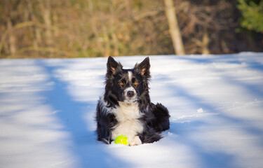 A loving border collie puppy plays in the snowy meadow with his ball