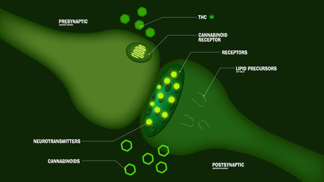 CBD On The Endocannabinoid System Illustration In 3D Glowing Effect