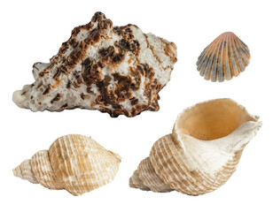 Sea shells isolated from the background