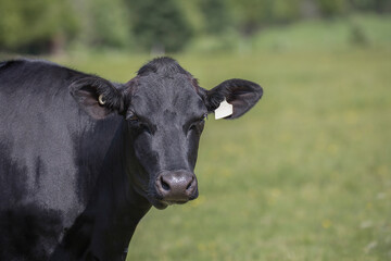 Naklejka na ściany i meble Black Holstein cow outside in a green field on a dairy farm on a beautiful sunny summer day. 