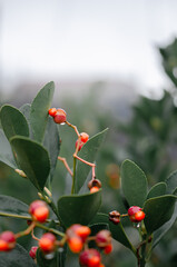 holly berries on a branch