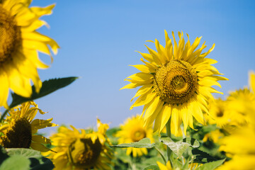 Yellow sunflower in the abundance field with blue sky background