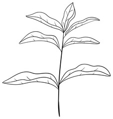 繊細な植物や花のボタニカルイラスト　ベクター素材