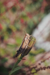 横向き殿様バッタ