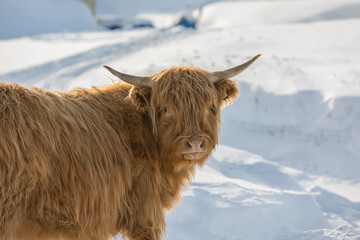 Highlander cow standing in a snow covered pasture on a farm on a cold winter day. 