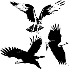 Three Eagle Fly Vector Black And White