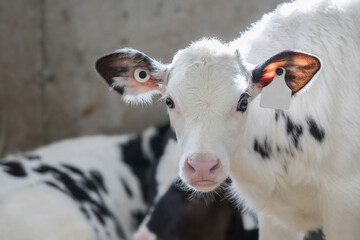 Holstein calf in barn on dairy farm