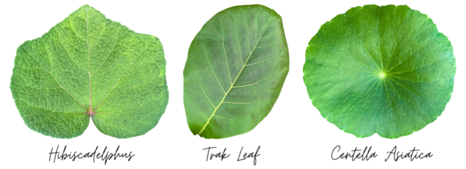 Green leaves cutout png transparent, Hibiscadelphus, Teak Leaf, Centella Asiatica