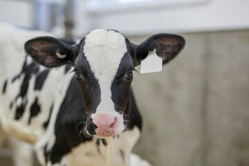 Holstein calf newborn in dairy farm nursery - obrazy, fototapety, plakaty
