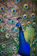 Fototapeta na wymiar close view of a blue peacock and his colorful feathers