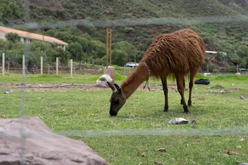 Andean lama from Peru eating with the mountains in the background