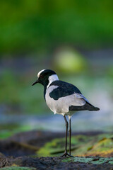 Blacksmith lapwing or plover (Vanellus armatus) in a wetland on the edge of a waterhole. Mashatu, Northern Tuli Game Reserve. Botswana