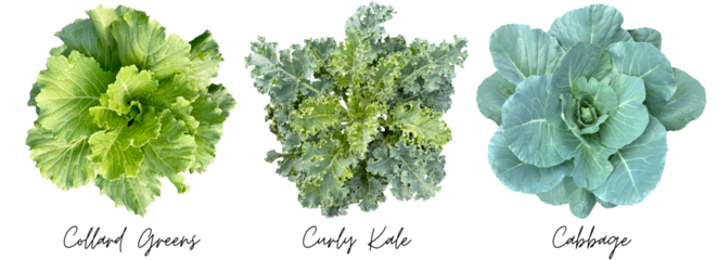 Vegetable cutout png transparent, Collard Greens, Curly Kale, Cabbage
