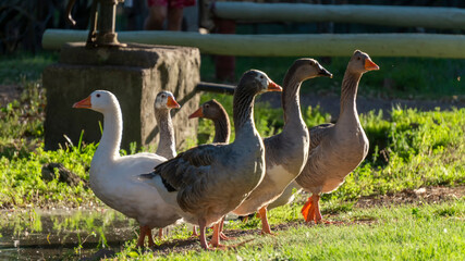 close view of a flock of geese in the wild at sunset