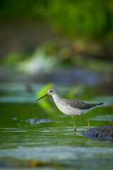 Marsh sandpiper (Tringa stagnatilis) in a wetland next to a waterhole. Mashatu, Northern Tuli Game Reserve. Botswana