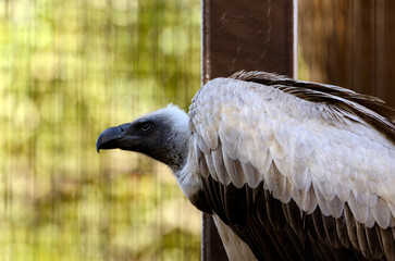 コジロハゲワシ