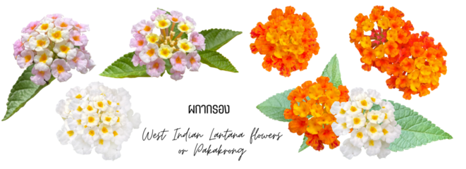 Flowers cutout png transparent, West Indian Lantana flowers or ผกากรอง Pakakrong