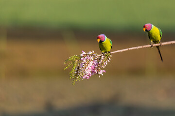 Parrot , Parakeet flight , Parraot fight , parrot pair