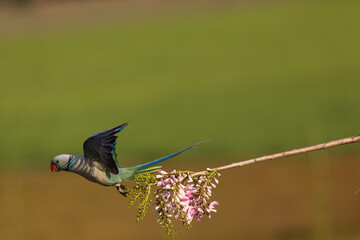 Parrot , Parakeet flight , Parraot fight , parrot pair