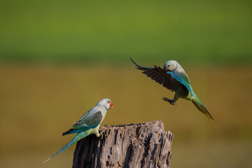 Obraz premium Parrot , Parakeet flight , Parraot fight , parrot pair