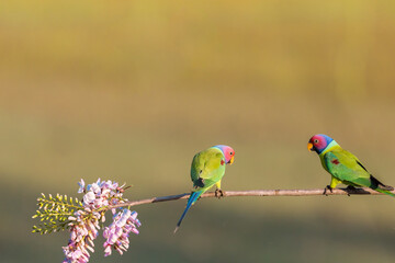 Parrot , Parakeet flight , Parraot fight , parrot pair
