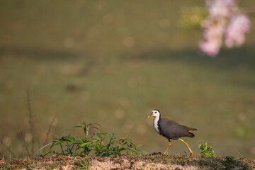 water hen white breasted