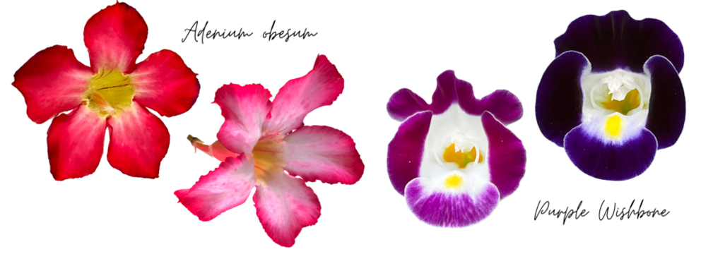 Flowers cutout png transparent, Adenium obesum, Purple Wishbone