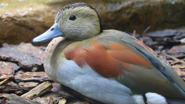 Close-up of a handsome male ringed teal duck. Teal duck.