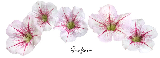 Flower cutout png transparent, Surfinia