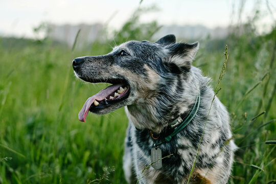 A Blue Heeler Stands On A Walk And Looks To The Side, Sticking Out His Tongue