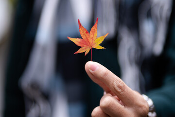 The man hand holding leaf of red maple leaves or Momijigari in autumn at Japan. Light sunset of the sun with dramatic yellow and orange sky. Image depth of field.