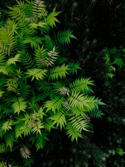 Tawlina jarzębolistna. Zielony krzew z bujnymi liśćmi. Flora - obrazy, fototapety, plakaty
