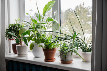 Fototapeta na wymiar Lot of houseplants growing on window sill. From left: Ardisia crenata, Euphorbia leuconeura, Spathiphyllum, Asplenium nidus, Aloe vera, Dracaena angolensis.