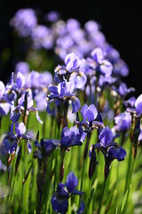 Violet siberian iris closeup on background of bokeh irises.