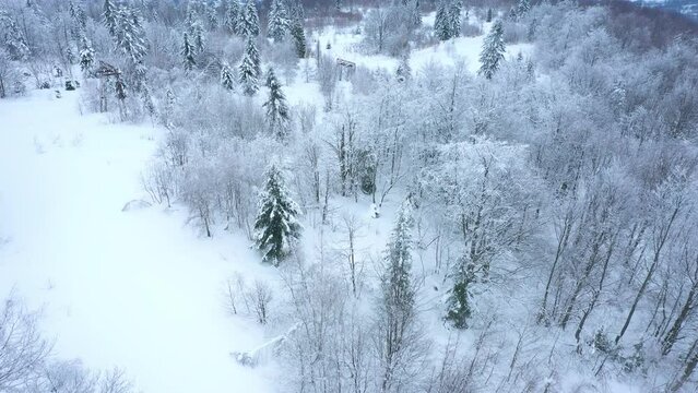 mountains hill in the winter with snow covered trees